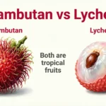 Difference Between Rambutan and Lychee